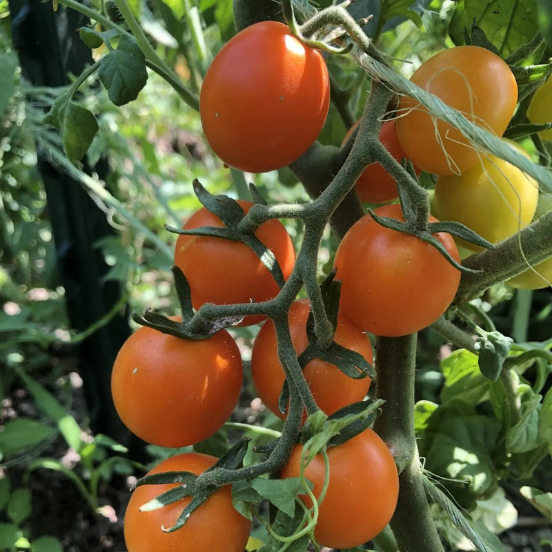Süße orange tomato samen für aussaat non gmo home garten variety