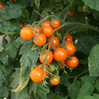 Growth stage of süße orange tomato pflanzen aus non gmo samen