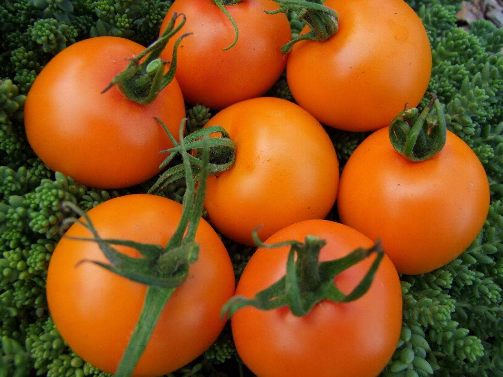 Bright orange süße orange tomatoes gezogen aus non gmo samen
