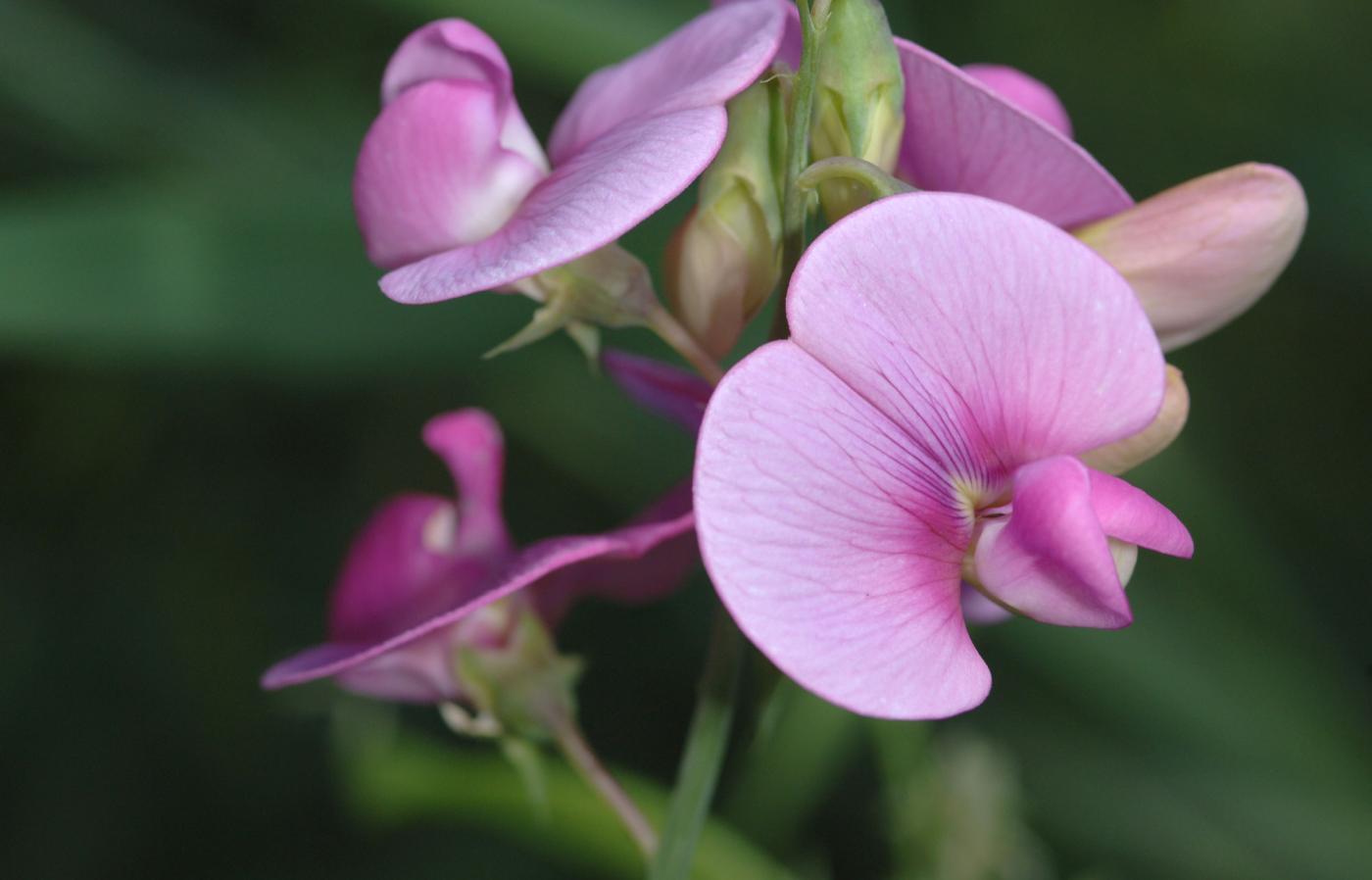 Wicke Blumensamen zur Aussaat Halbschatten verträglich Traditionssorte & ohne Gentechnik Samen Hausgarten