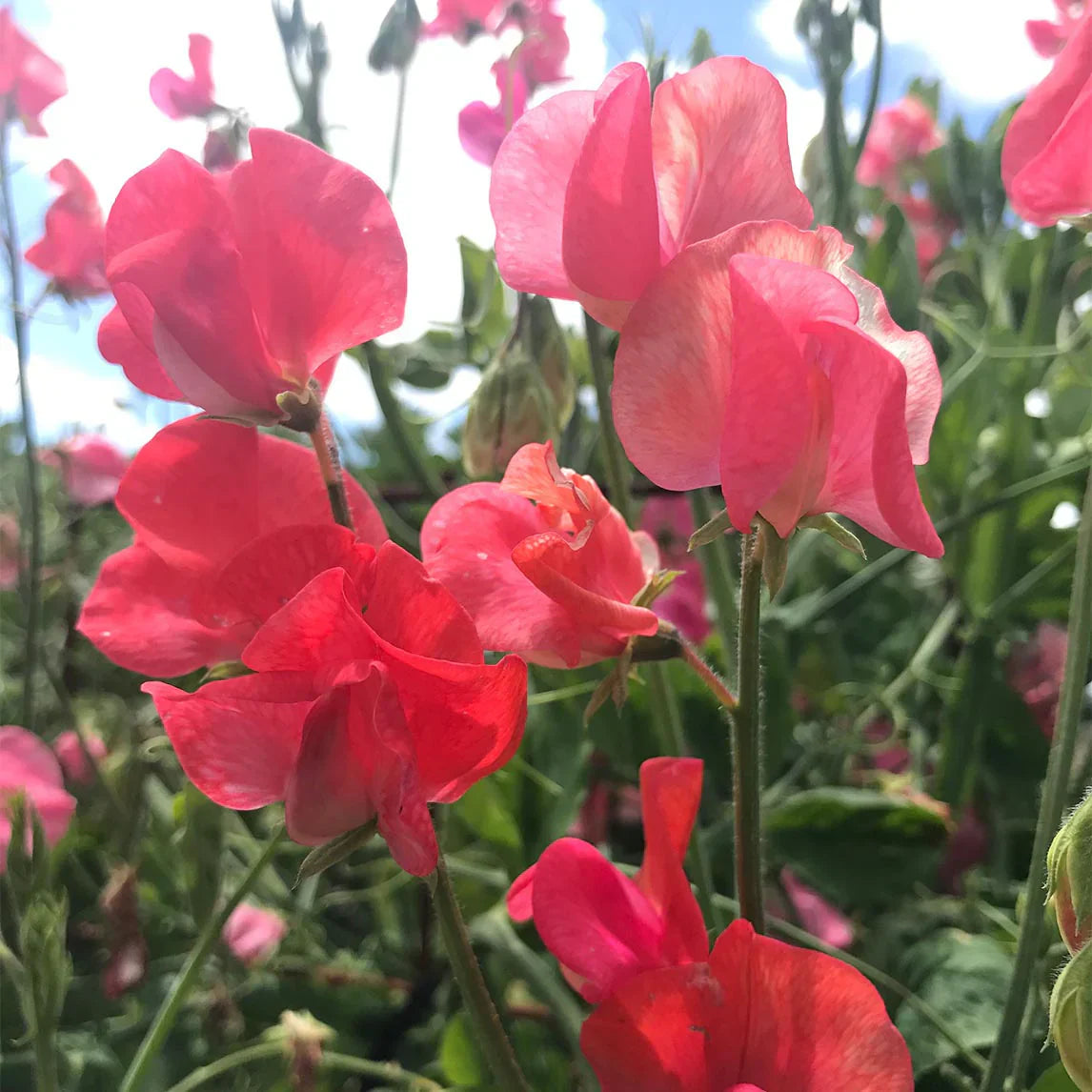 Rot sweet pea cut blumen in vase