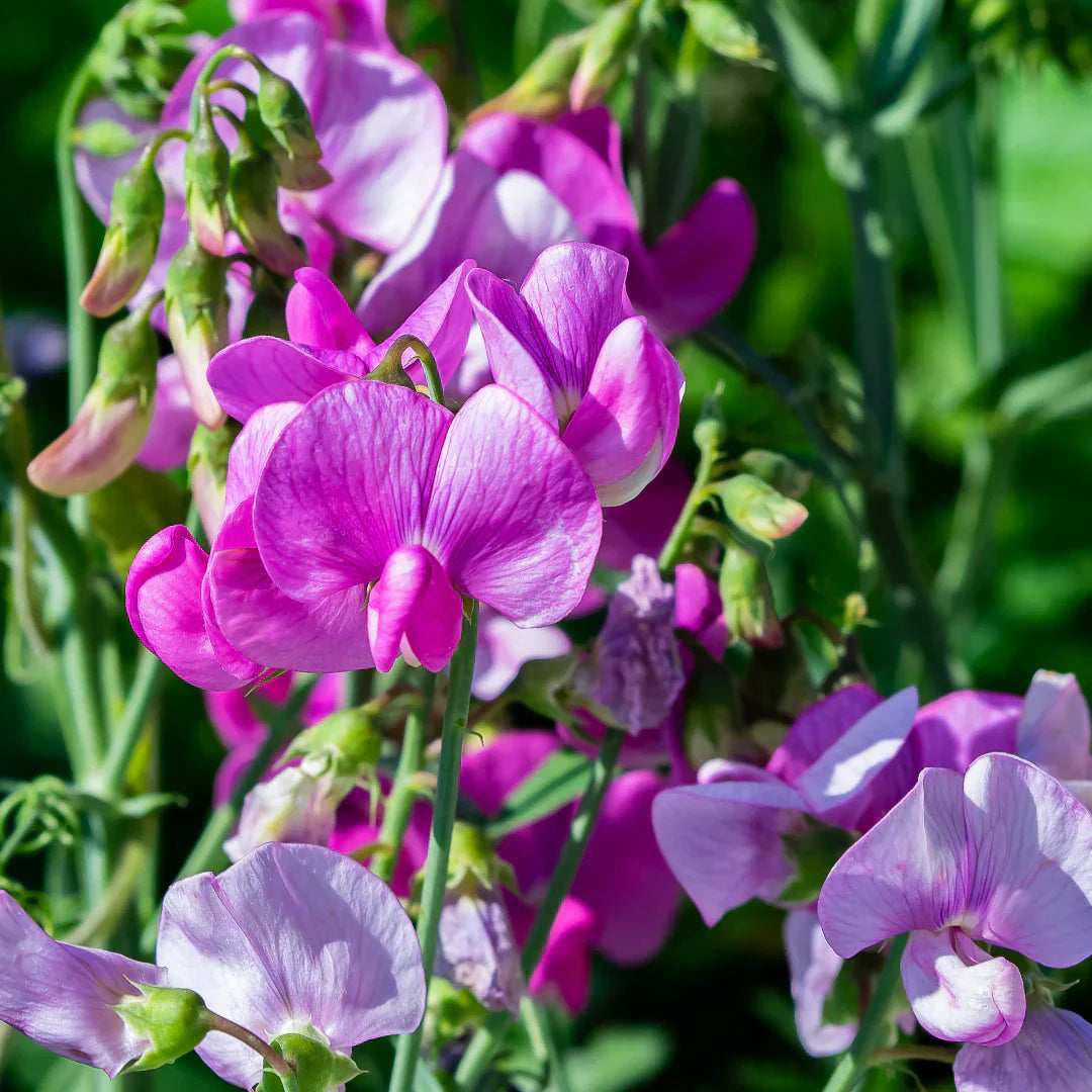 Freshly cut lila sweet pea blumen in vase