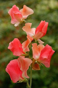 Orange sweet pea blumen climbing trellis