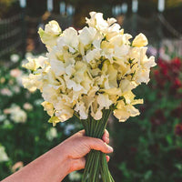 Sweet pea light gelb blume samen for anpflanzung