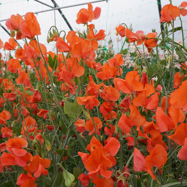 Sweet pea orange blume samen for anpflanzung