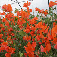 Sweet pea orange blume samen for anpflanzung