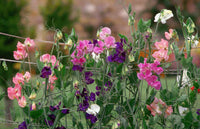 Potted lila sweet pea flowering pflanze