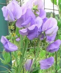 Lavender sweet pea blumen wachsend on trellis