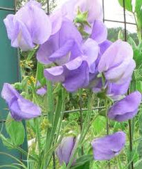Lavender sweet pea blumen wachsend on trellis