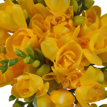 Sweet pea gelb blume samen for anpflanzung