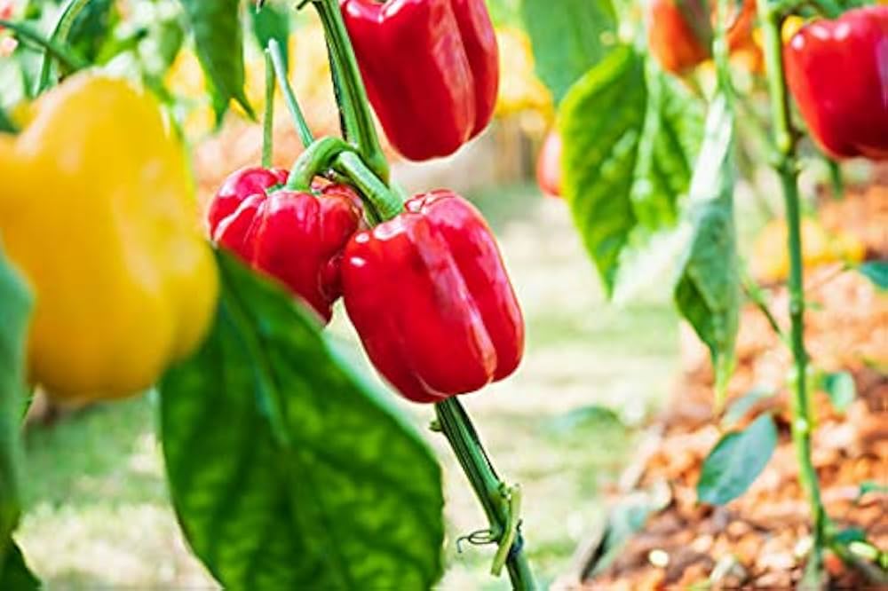Süße pepper samen für garten aussaat