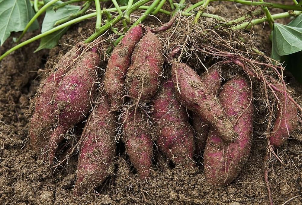 Süße potato pflanzen thriving in backyard farm