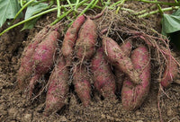Süße potato pflanzen thriving in backyard farm