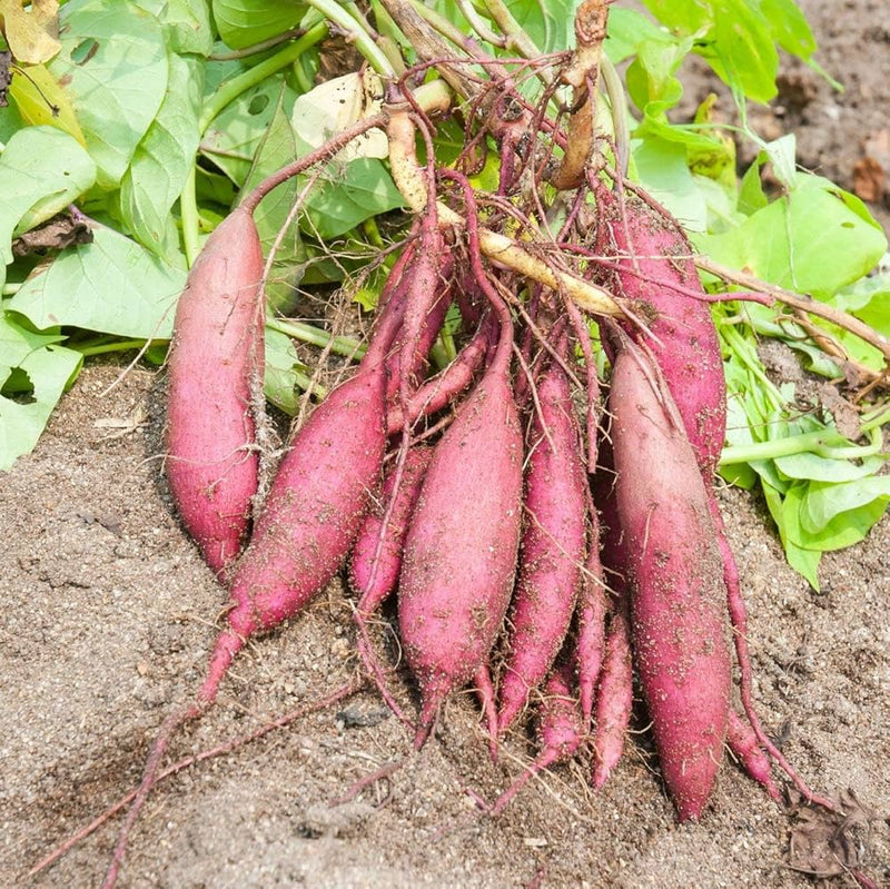 Healthy ipomoea batatas süße potato pflanze showing vigorous vine growth