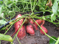 Closeup of high-quality ipomoea batatas süße potato samen