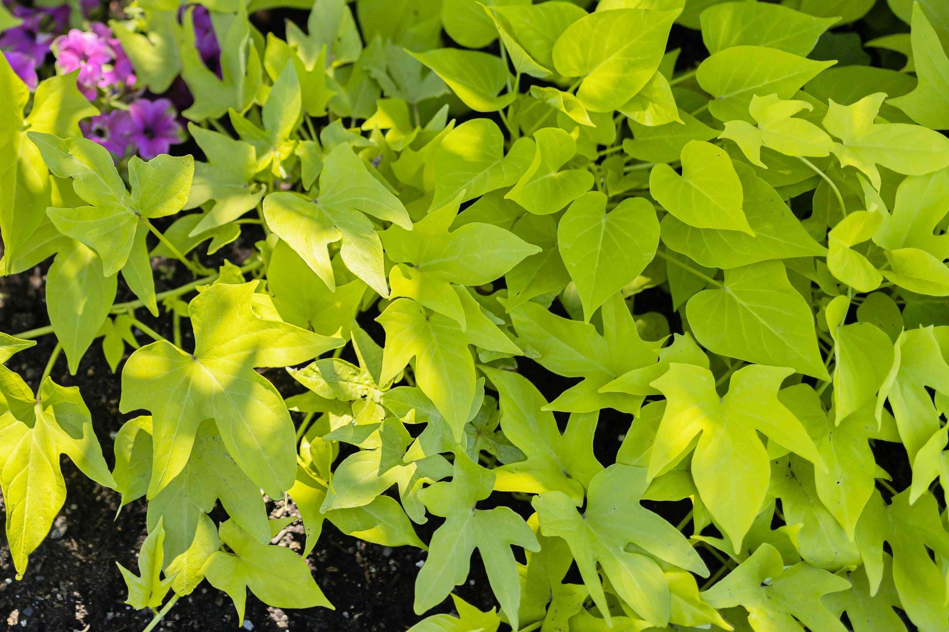 Mixed Süßkartoffel Ipomoea batatas Gemüse Samen zum Pflanzen in Gemüse Patch