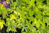 Mixed Süßkartoffel Ipomoea batatas Gemüse Samen zum Pflanzen in Gemüse Patch