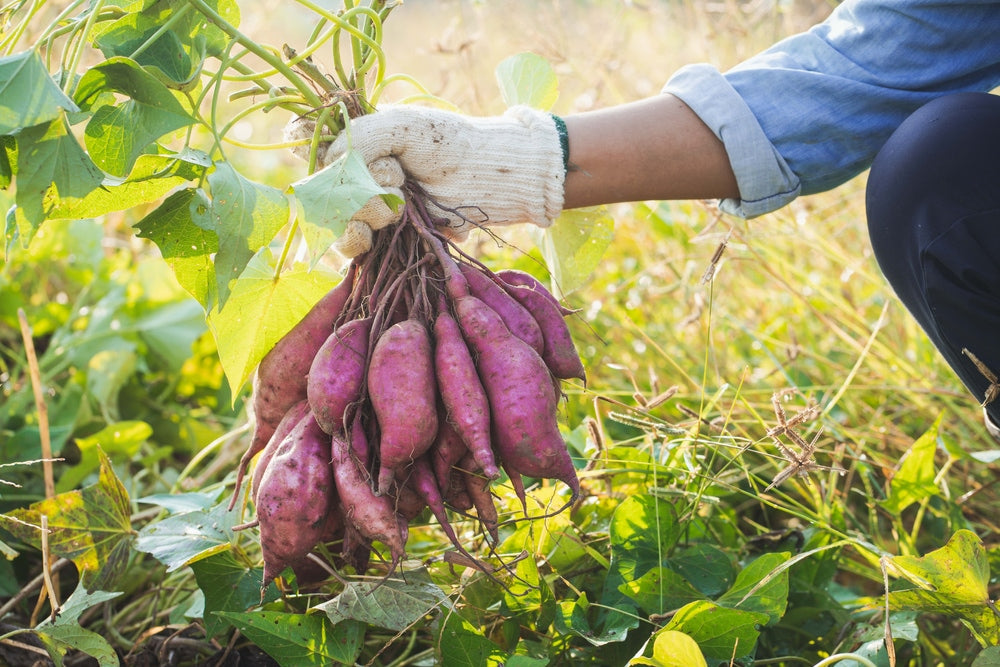 Gelb Süßkartoffel Gemüse Planting Samen