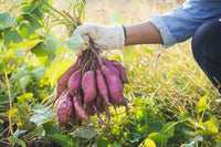 Gelb Süßkartoffel Gemüse Planting Samen