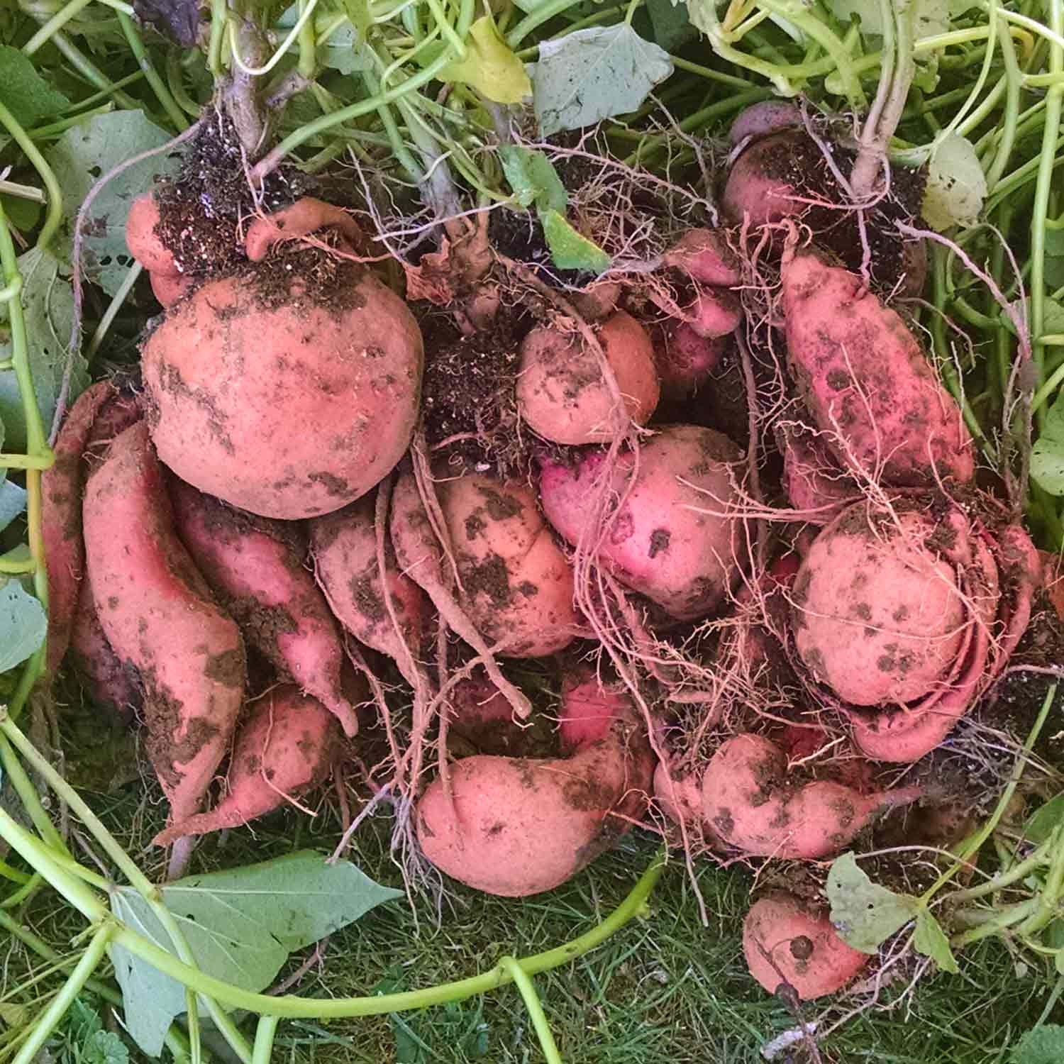 Giant Süßkartoffel Ipomoea Batatas Samen