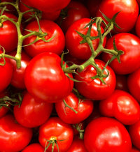 Süße heidi tomatoes ripening on vine