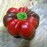 Süße red topepo rosso pepper gezogen aus samen