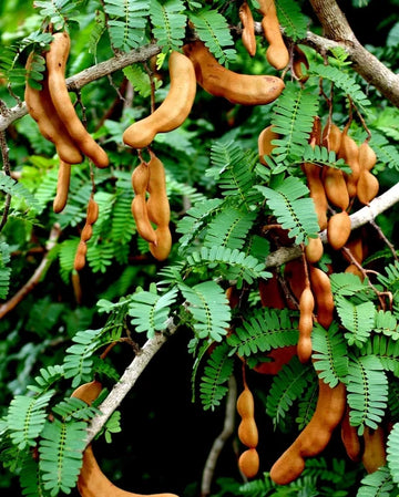 Tamarindo Samen zum Pflanzen - Start Your Tamarind Tree Today