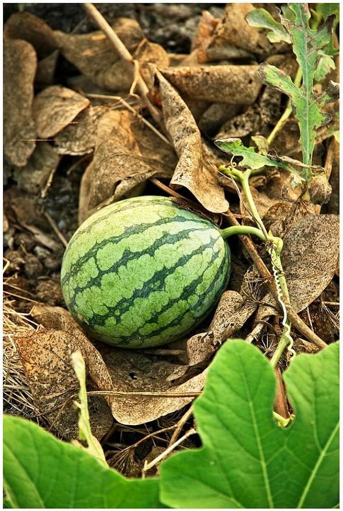 Süße watermelon bonsai samen mini watermelon samen für aussaat