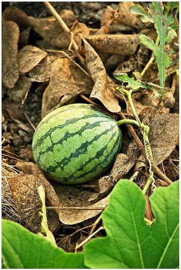 Süße watermelon bonsai samen mini watermelon samen für aussaat
