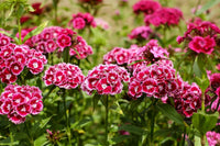 Nelke Blumensamen zur Aussaat Drought verträglich Traditionssorte & ohne Gentechnik Samen Hausgarten