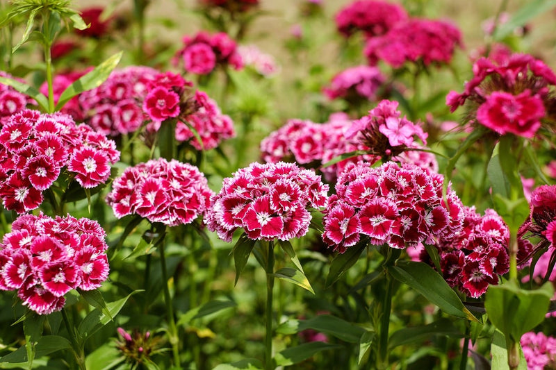 Nelke Blumensamen zur Aussaat Drought verträglich Traditionssorte & ohne Gentechnik Samen Hausgarten