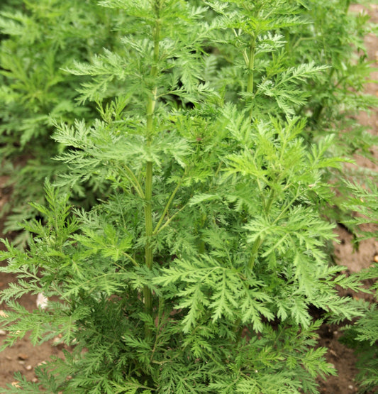 Sweet Wormwood Artemisia Annua gentechnikfrei Samen for Aussaat