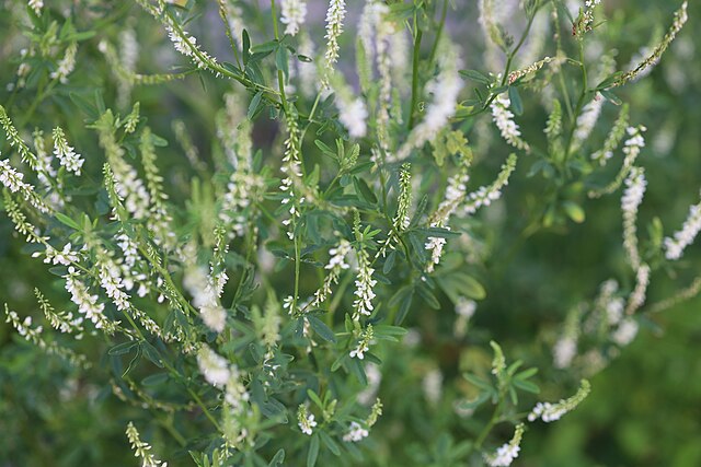Tall White Sweet Clover Pflanzen in bloom with white Blumen