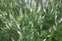 Tall White Sweet Clover Pflanzen in bloom with white Blumen