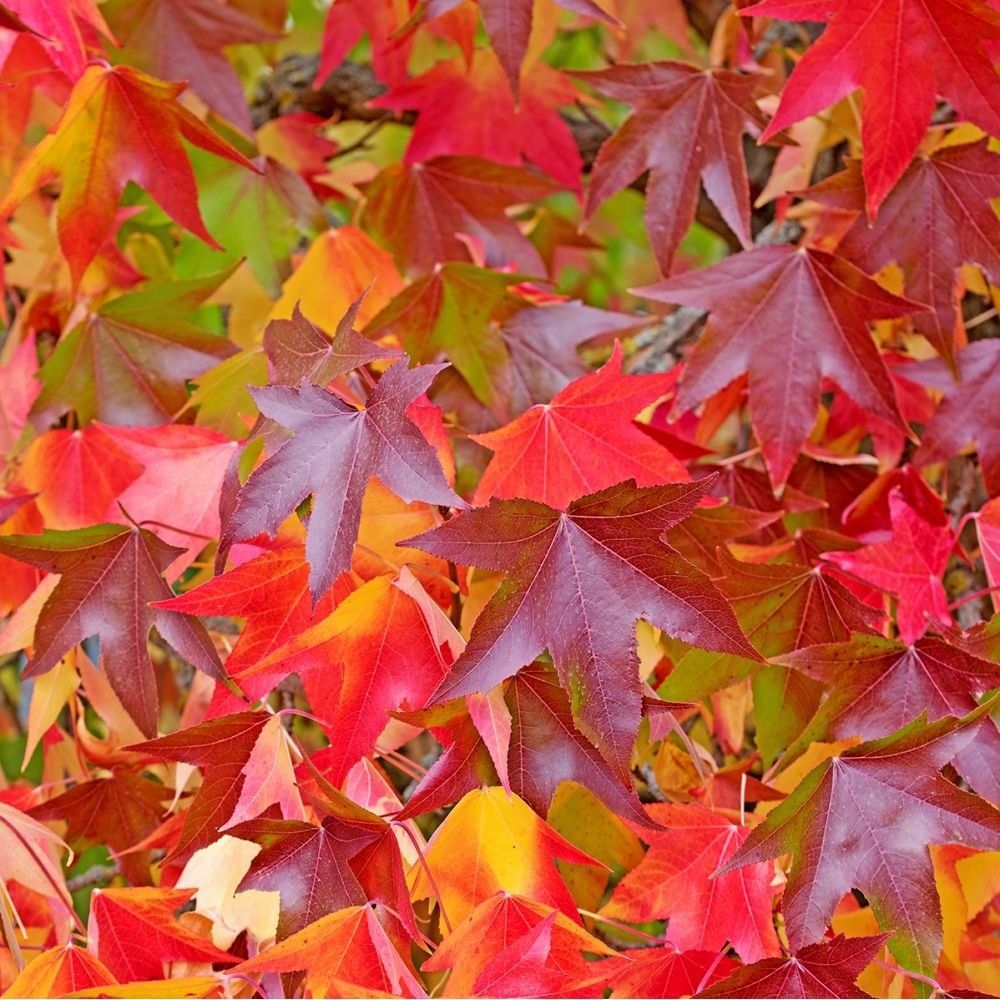 Sweetgum trees wachsend in landscape