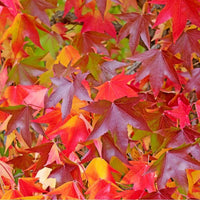 Sweetgum trees wachsend in landscape