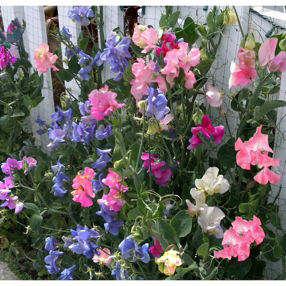 Bijou Blumensamen zur Aussaat – Garten beliebt – Traditionssorte & ohne Gentechnik Samen Hausgarten