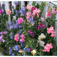 Bijou Blumensamen zur Aussaat – Garten beliebt – Traditionssorte & ohne Gentechnik Samen Hausgarten