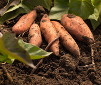Gelb Süßkartoffel Gemüse Planting Samen