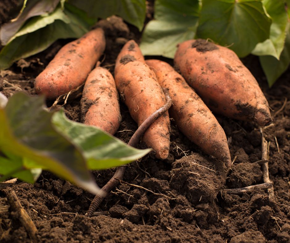 Lila Potato Samen for Home Gardening