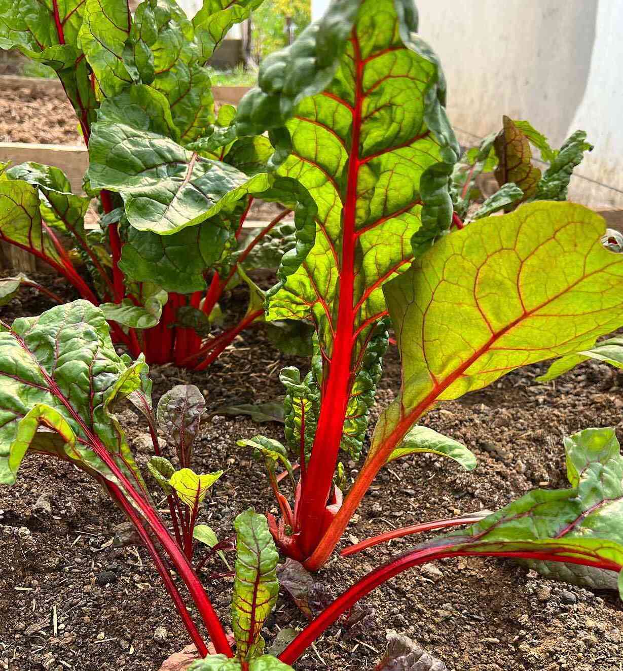 Rot Swiss Chard Samen zum Pflanzen - Nutrient-Rich Gemüse