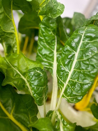 Green Swiss Chard Samen for Gemüse Planting