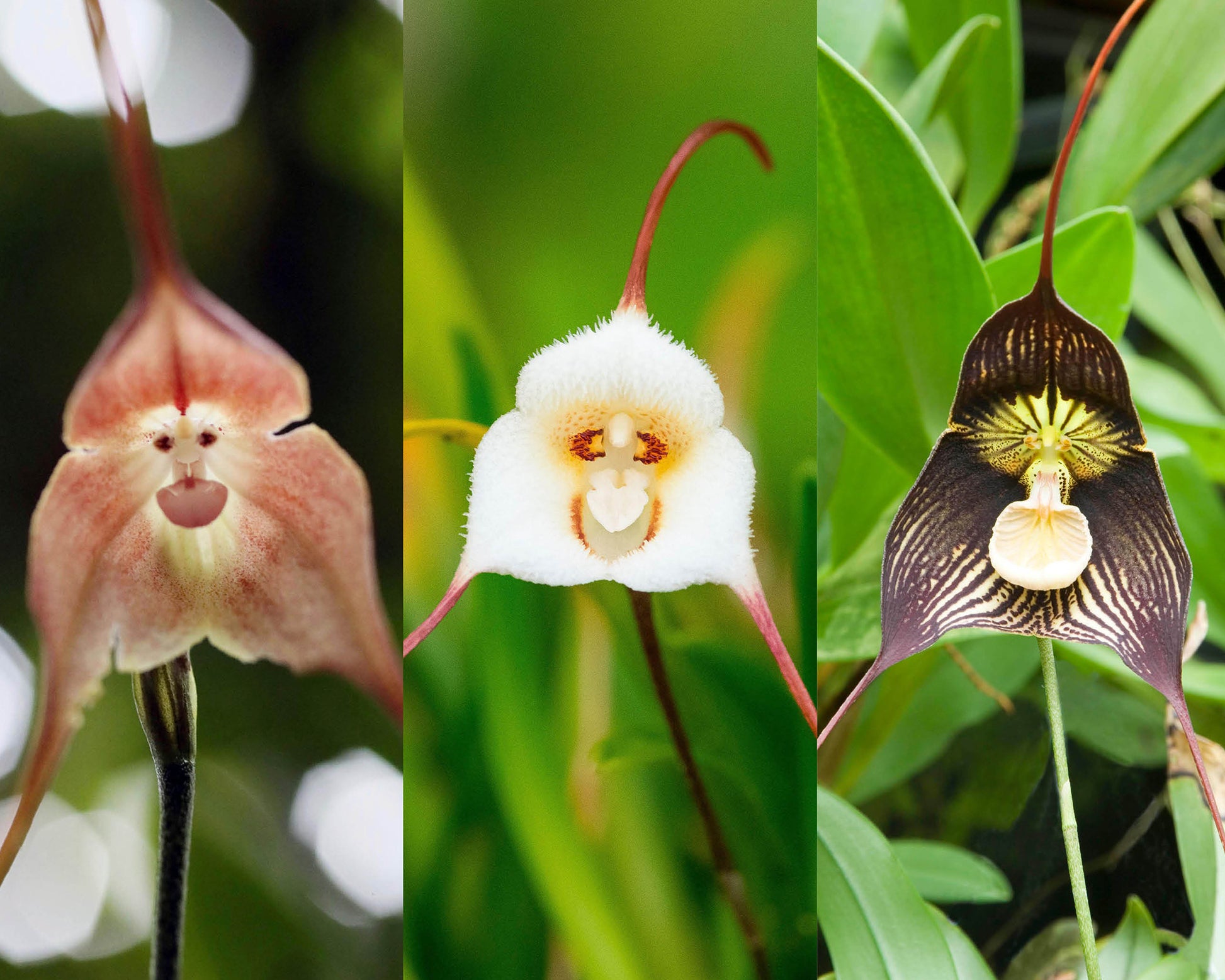 Chocolate Monkey Orchidee Blumensamen zur Aussaat Wildblume Mischung Traditionssorte & ohne Gentechnik Samen Hausgarten