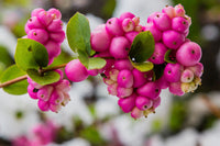 Coralberry Shrub Blumensamen zur Aussaat – saisonal Dauerblüher Traditionssorte & ohne Gentechnik Samen Hausgarten