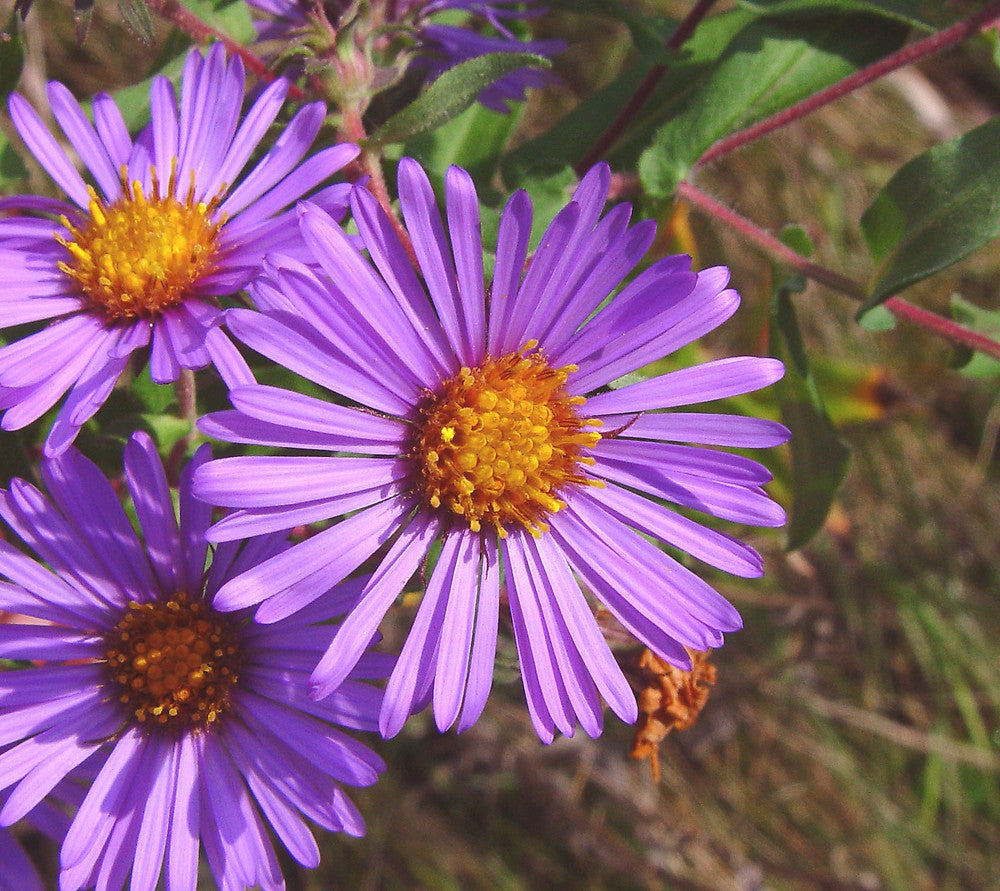 Lila Aster Novae Angliae Blumensamen zur Aussaat sonnenliebend Traditionssorte & ohne Gentechnik Samen Hausgarten