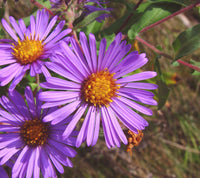 Lila Aster Novae Angliae Blumensamen zur Aussaat sonnenliebend Traditionssorte & ohne Gentechnik Samen Hausgarten