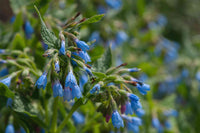 Symphytum blume samen for anpflanzung