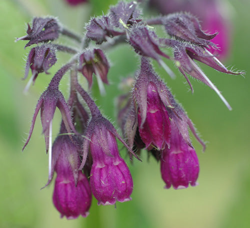 Symphytum officinale grown from Samen in moist Garten border