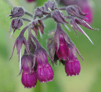 Symphytum officinale grown from Samen in moist Garten border