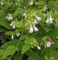 Symphytum Blumensamen zur Aussaat farbenfroh Schau Traditionssorte & ohne Gentechnik Samen Hausgarten